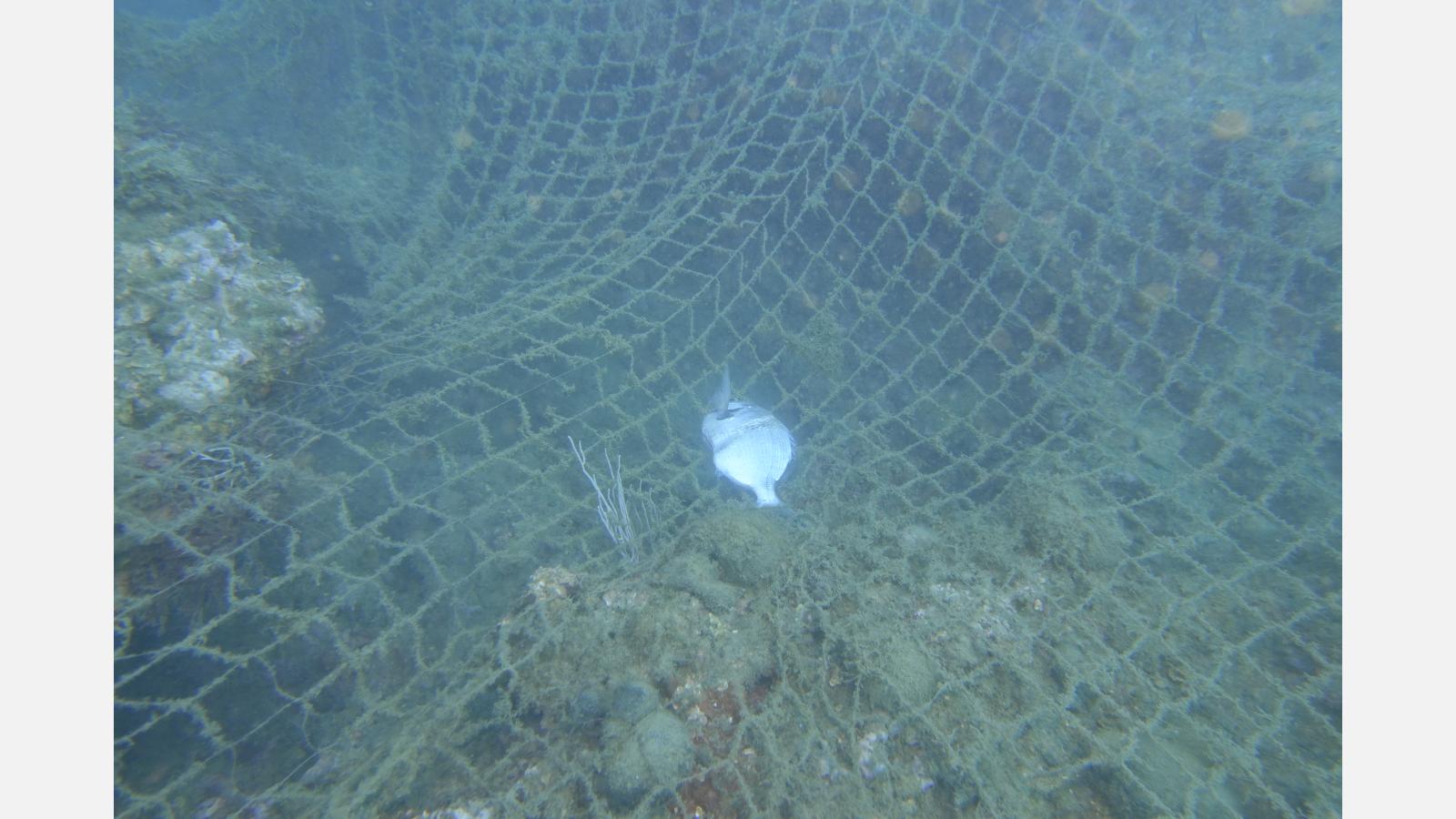 Une des conséquences de la pêche fantôme est la capture accidentelle et donc souvent la mort de nombreux poissons