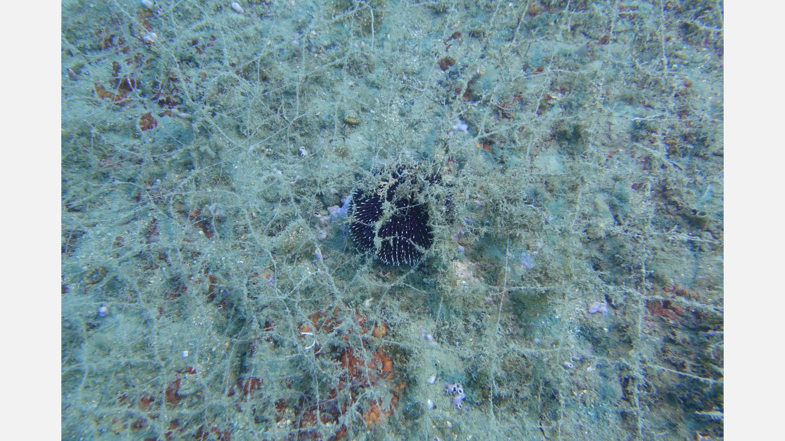 Environ la moitié de la hauteur du filet était coincé sur la roche obstruant les cavités rocheuses et endommageant la faune et la flore du plateau