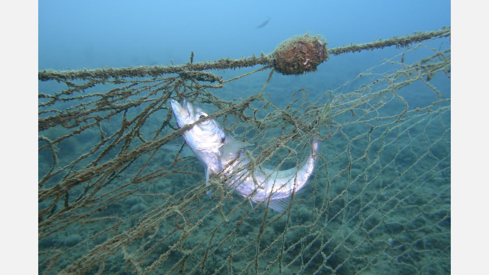 Une des conséquences de la pêche fantôme est la capture accidentelle et donc souvent la mort de nombreux poissons