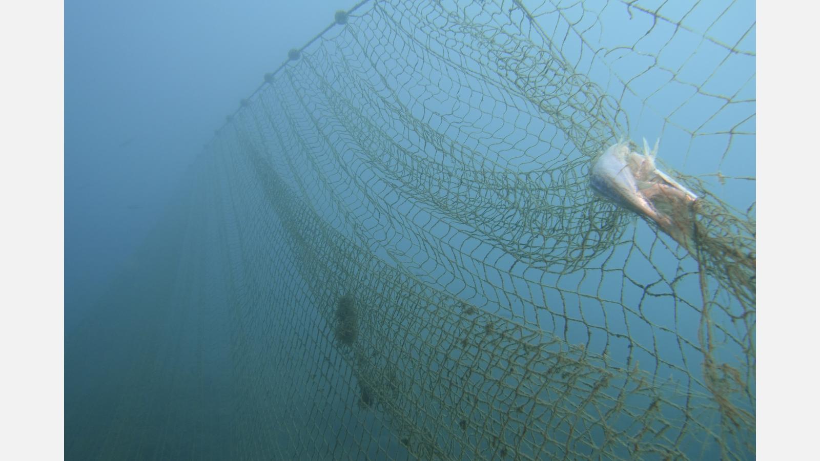 Filet fantôme en plein eau avec les restes d'un poisson capturé