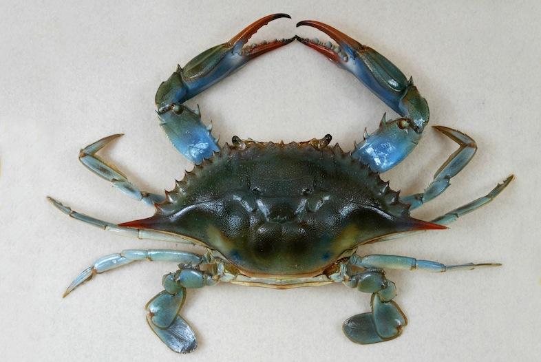 Photo Crabe bleu