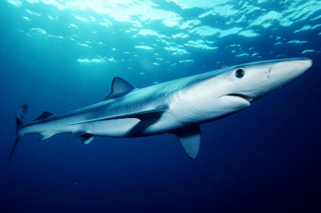Photo Requin peau bleue