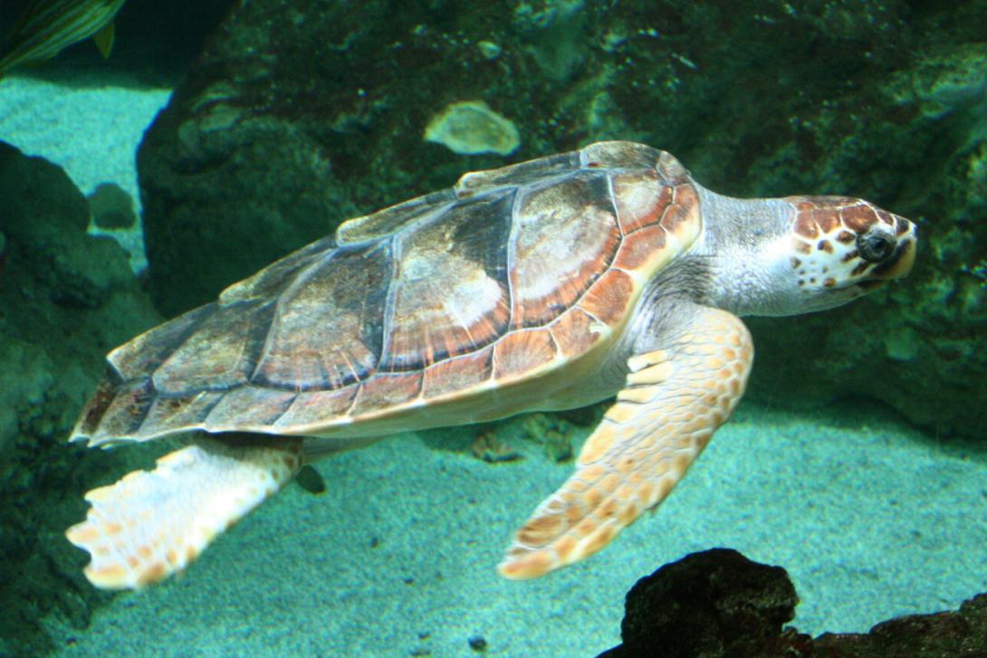 Photo de Tortue caouanne
