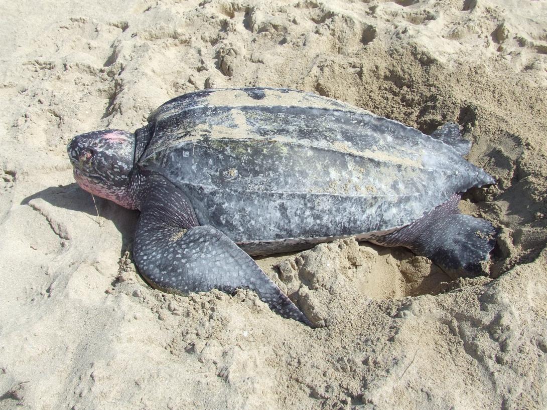 Photo Tortue luth 