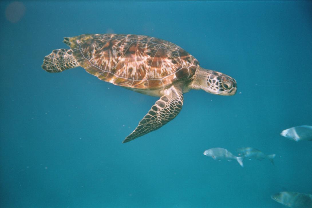 Photo Tortue verte